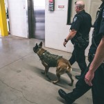 Officer Wear and K9 Odin search the building.